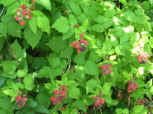 Black Raspberry Plant with Leaves and Ripe and Unripe Raspberries