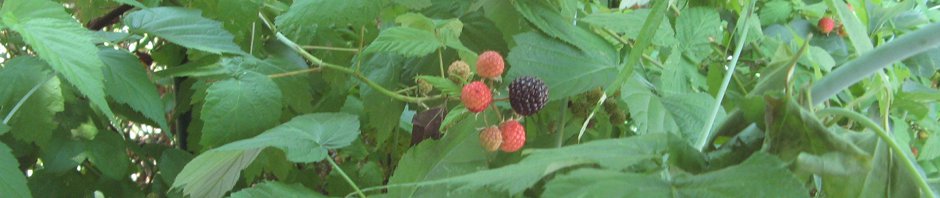 Black Raspberry Leaves, Shoots, and Berries