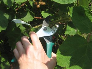 Hand cutting a wineberry stem with clippers