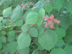 Wineberry Plant with Red Fuzzy Stems and Unripe Berries 